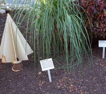 a group of small trees in a garden