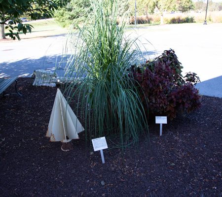 a group of plants in a garden