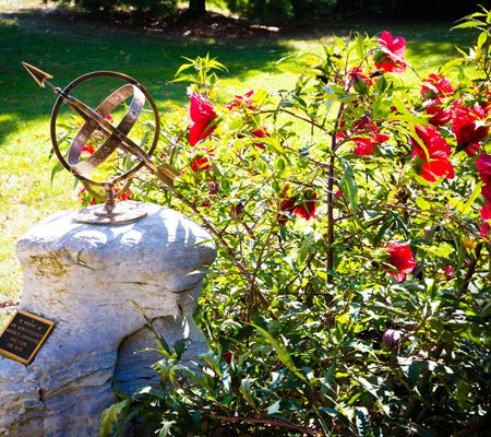 a garden with red flowers